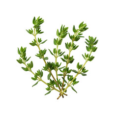 Fototapeta premium Fresh Thyme Herb Sprigs Isolated green leaves isolated on a transparent background