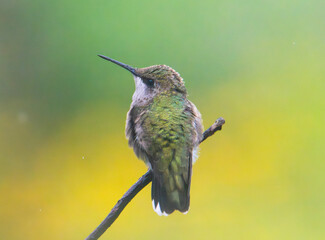 Ruby throated hummingbird perched on a branch