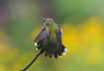 Ruby throated hummingbird perched on a branch