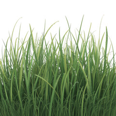 Obraz premium grass isolated on white background isolated on white and transparent background