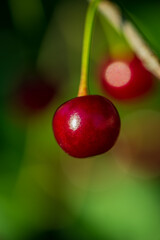 Juicy red ripe cherry fruit in green foliage.