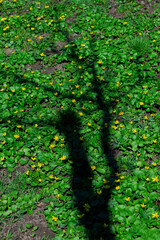 One shadow of a tree on green leaves of plants and yellow flowers in a spring garden.