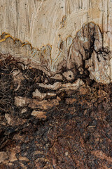A section of the structure of the surface of an old tree.