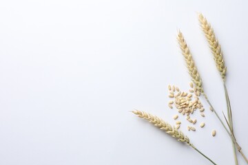Wheat spikes and seeds on white background, flat lay. Space for text