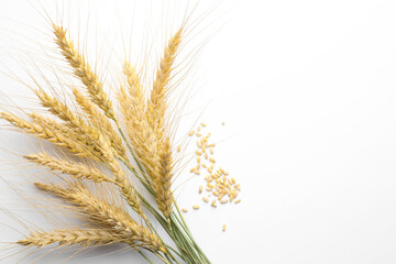 Wheat spikes and seeds on white background, flat lay. Space for text