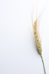 One wheat spike on white background, top view. Space for text