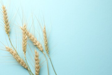 Many wheat spikes on light turquoise background, flat lay. Space for text