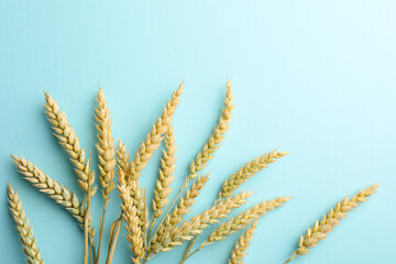 Many wheat spikes on light turquoise background, flat lay
