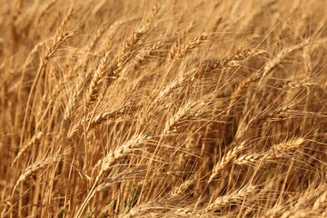 Golden wheat ears growing in field, closeup