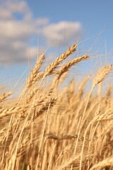 Golden wheat ears growing in field under blue sky, closeup