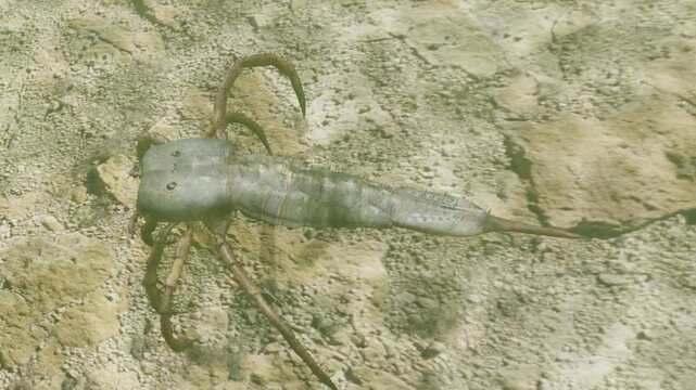 An animation of extinct Eurypterid  (sea scorpion) Pagea plotnicki exploring a lake bottom roughly 419.2 to 358.9 million years ago.
