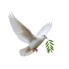 Fototapeta premium white dove in flight with an olive branch on white background PNG file 
