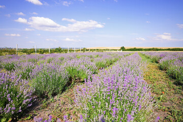 Beautiful blooming lavender flowers growing in field