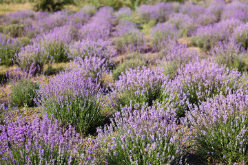 Beautiful blooming lavender flowers growing in field