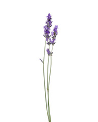 Obraz premium Beautiful aromatic lavender flowers isolated on white