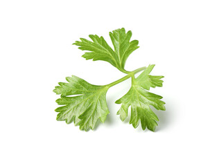 Sprig of fresh parsley isolated on white