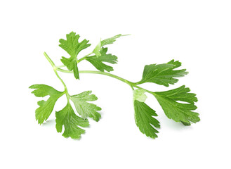 Sprig of fresh parsley isolated on white