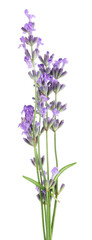 Beautiful lavender isolated on white. Fragrant flowers