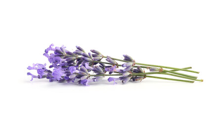 Beautiful lavender isolated on white. Fragrant flowers