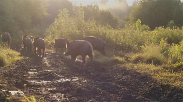 Wild Boars Herd Foraging on Muddy Forest Path in Golden Hour Sunlight