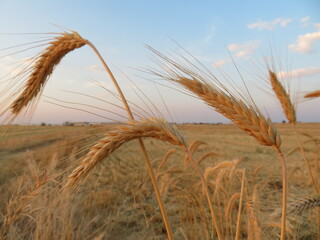 Harvested grain fields filled with straw drying to make bales