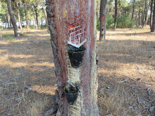 Traditional resin extraction system for the pine sap industry