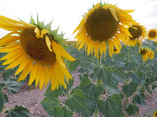 fields of large, natural, ecological, yellow flowering sunflowers