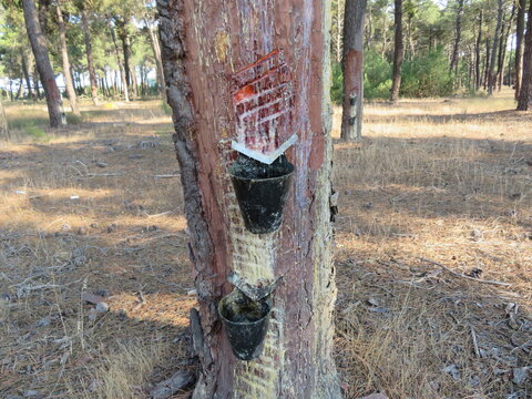 Traditional resin extraction system for the pine sap industry