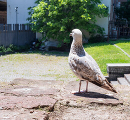 An urban seagull on a sunny day, perched on a stone wall with motorcycles and green trees in the background. 