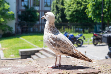 An urban seagull on a sunny day, perched on a stone wall with motorcycles and green trees in the background. 