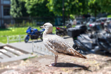 An urban seagull on a sunny day, perched on a stone wall with motorcycles and green trees in the background. 