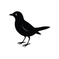bird silhouette on transparent background 
