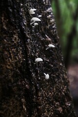 tree trunk with mini mushrooms