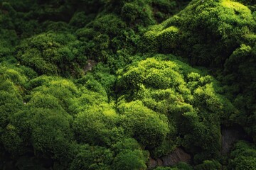 Close up view of vibrant green moss texture showcasing intricate patterns and natural beauty in a serene forest environment