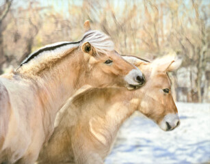Norwegian Fjord horse  Pony colts play in snowy paddock. Stylized digital photo art.