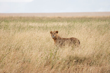 lioness in the savannah