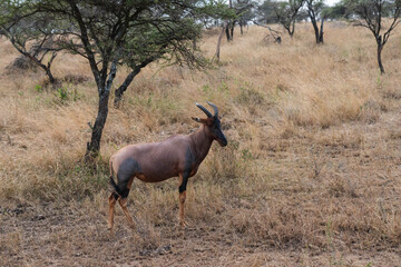 blue wildebeest in the wild