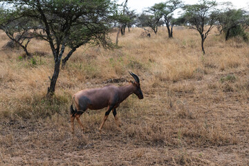 wildebeest in serengeti national park