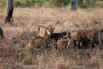 lions in the savannah