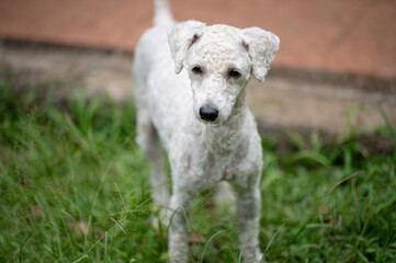 Fototapeta premium Playful dog exploring green grass in backyard during sunny afternoon