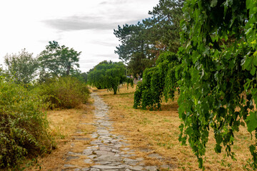 Stone path winding through Kalemegdan park with lush green mulberry trees and dry grass on a summer...