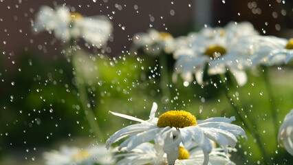 Dewdrop on a Daisy Petal. A delicate dewdrop rests on a white daisy petal, captured in warm morning...