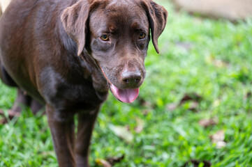 Brown labrador retriever standing on green grass outside in bright daylight