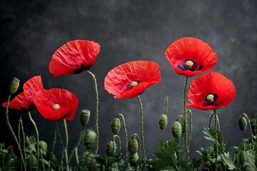 Fototapeta premium Vibrant red poppy flowers in bloom against a dark textured background creating a striking contrast and artistic composition