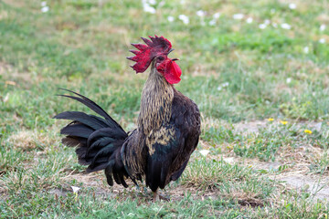 A colorful rooster singing or crowing on the grass.
