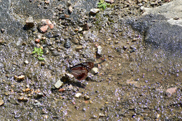 A butterfly with distinctive brown and white wings, perched on a rocky, wet, and muddy ground.