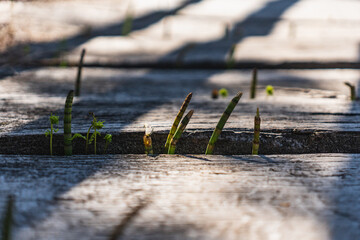 close-up on a horsetail growing between wooden boards