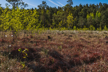 landscape of vegetation on a transitional peatland on the lake