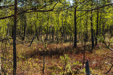 landscape with low forest overgrowing a transitional peat bog in Poland