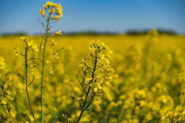 Fields of yellow rapeseed in early spring under a blue sky